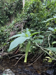 Brugmansia suaveolens