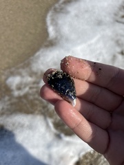 Mytilus galloprovincialis