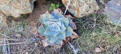 Dudleya arizonica