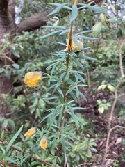 Gompholobium latifolium