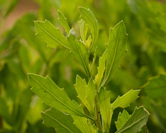 Tessaria absinthioides