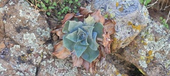 Dudleya arizonica