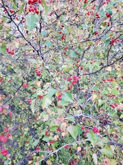 Crataegus phaenopyrum