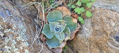 Dudleya arizonica