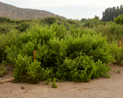 Tessaria absinthioides