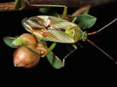 Pseudopantilius australis