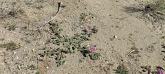 Abronia villosa villosa
