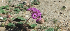 Abronia villosa villosa