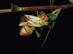 Pseudopantilius australis