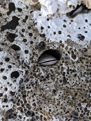 Lithophaga lithophaga