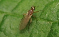 Lonchoptera bifurcata