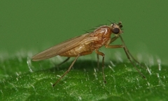 Lonchoptera bifurcata