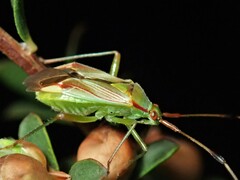 Pseudopantilius australis