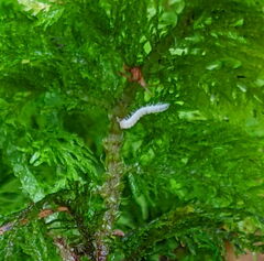 Diplopoda