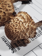 Lepiota eriophora