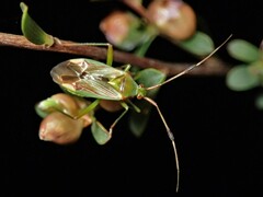 Pseudopantilius australis