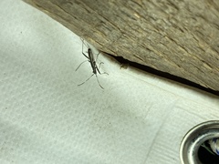 Micrelytra fossularum