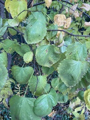 Cercis canadensis