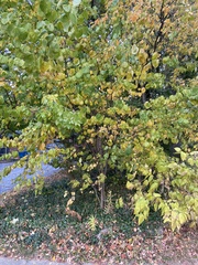 Cercis canadensis