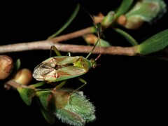 Pseudopantilius australis