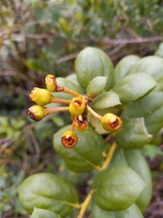 Vaccinium racemosum
