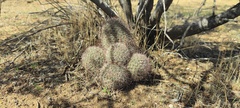 Mammillaria dioica dioica