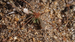 Hypertelis umbellata