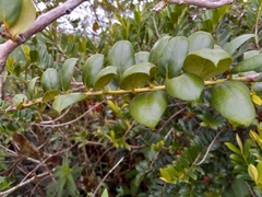 Vaccinium racemosum
