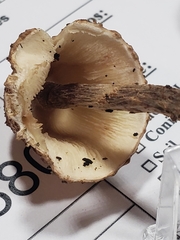 Lepiota eriophora