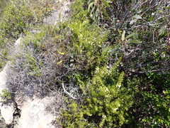 Acacia rupicola