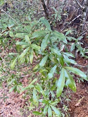 Quercus hemisphaerica