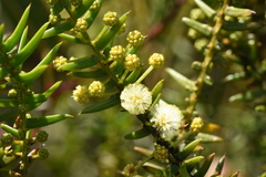 Acacia rupicola