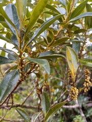 Sideroxylon salicifolium