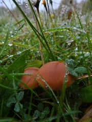 Hygrocybe ceracea