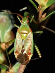 Pseudopantilius australis