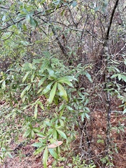 Quercus hemisphaerica