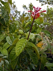 Odontonema cuspidatum