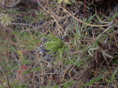 Castilleja thompsonii