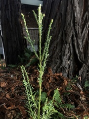 Sequoia