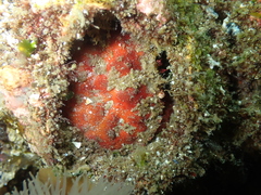 Glebocarcinus oregonensis