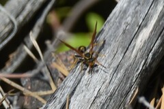 Mischocyttarus flavitarsis