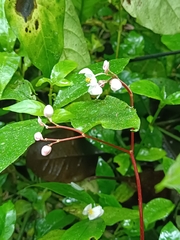 Begonia decandra
