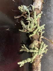 Hypogymnia occidentalis