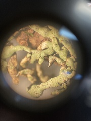 Hypogymnia occidentalis