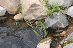 Triglochin maritima