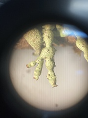 Hypogymnia occidentalis