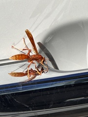 Polistes kaibabensis