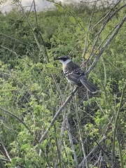 Mimus parvulus