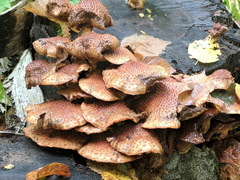 Pholiota