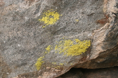 Acarosporaceae